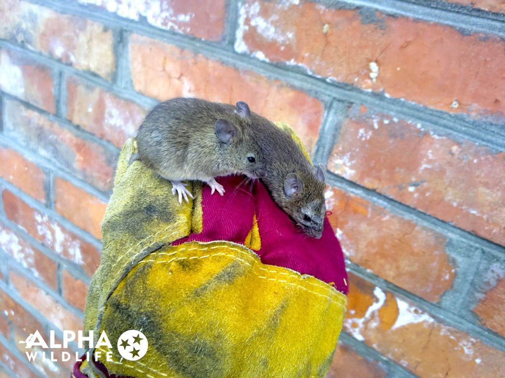 Health Risks Associated with Mice Infestations In Nashville