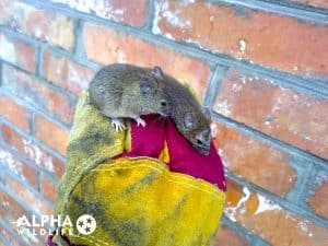 Mice Infestations In Nashville