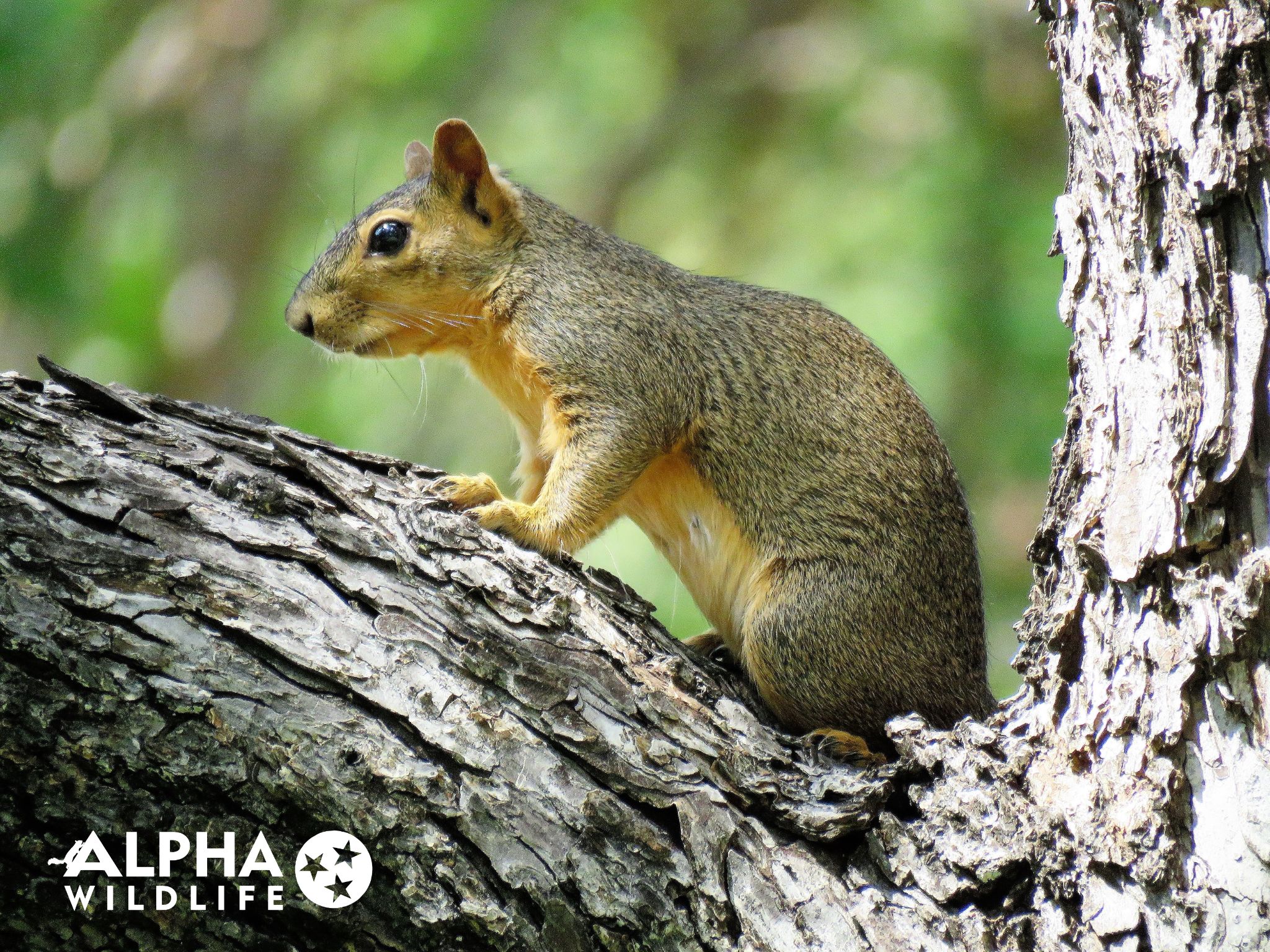 Featured image for “Squirrel Removal Laws and Regulations in Memphis”