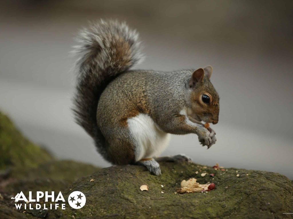 What Do Squirrels Eat in My House?