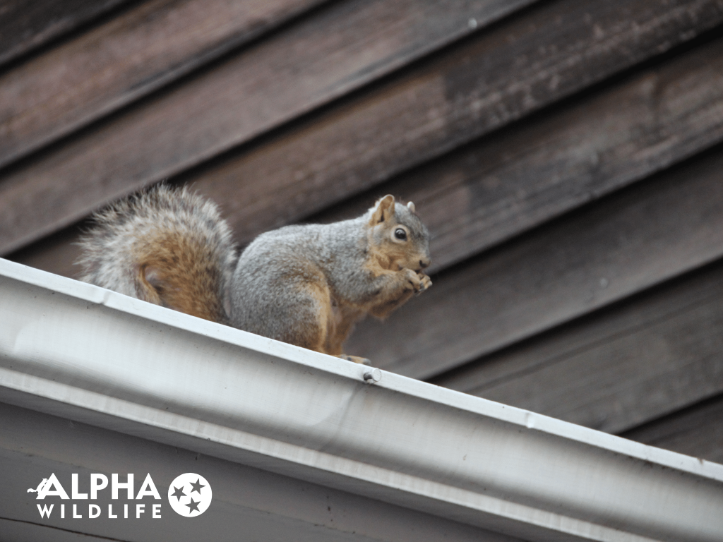 10 Ways to Stop Squirrels Chewing on Your Home