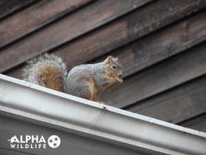 Why Squirrels Chew on Everything(1)