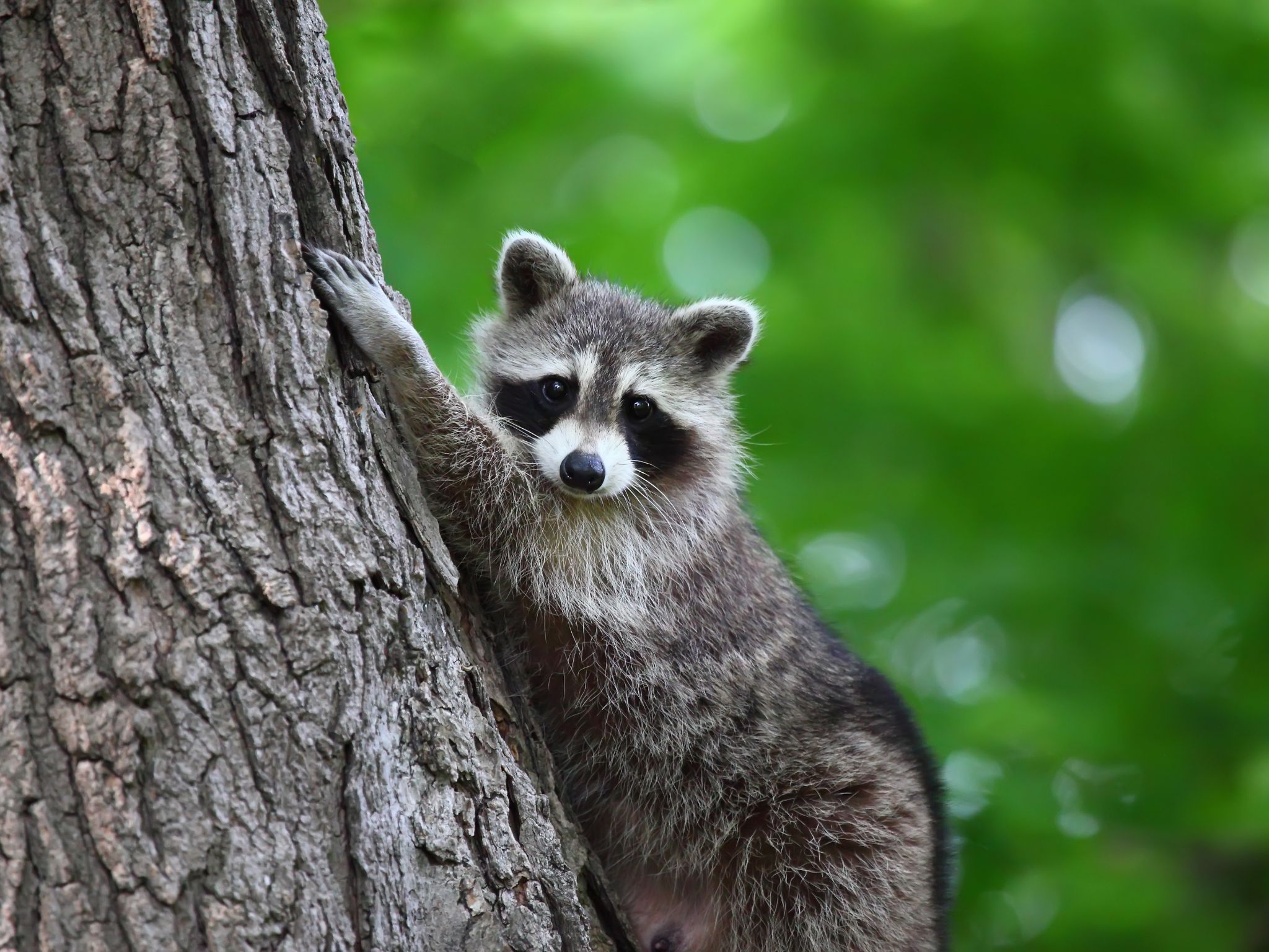 Featured image for “Cost to Remove a Raccoon from Your Attic?”