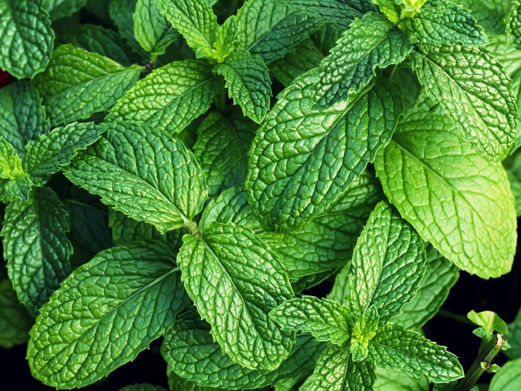 Does Mint Repel Raccoons?