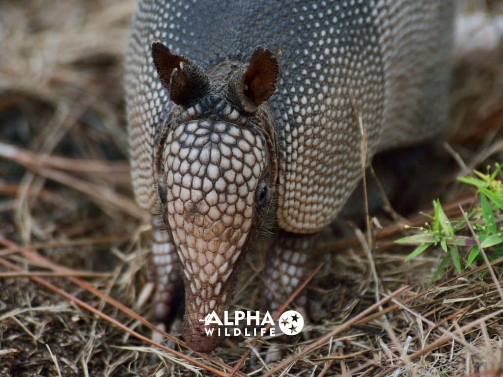 an armadillo standing on the ground