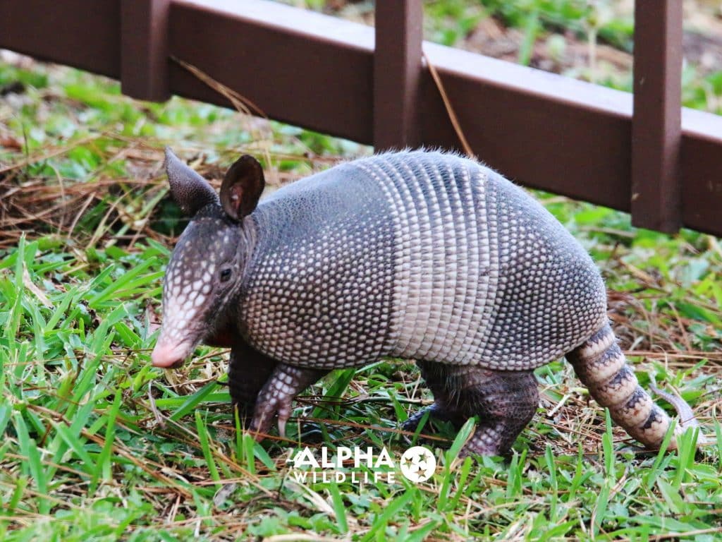 Armadillo Control