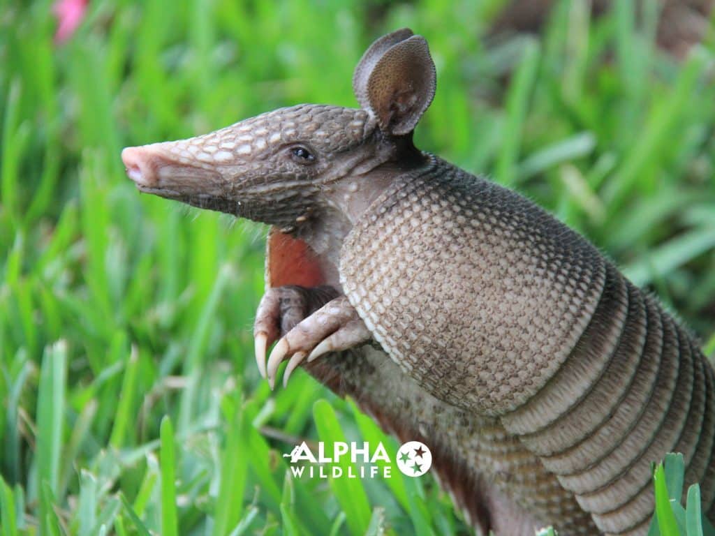 Armadillo Removal Germantown Alpha Wildlife