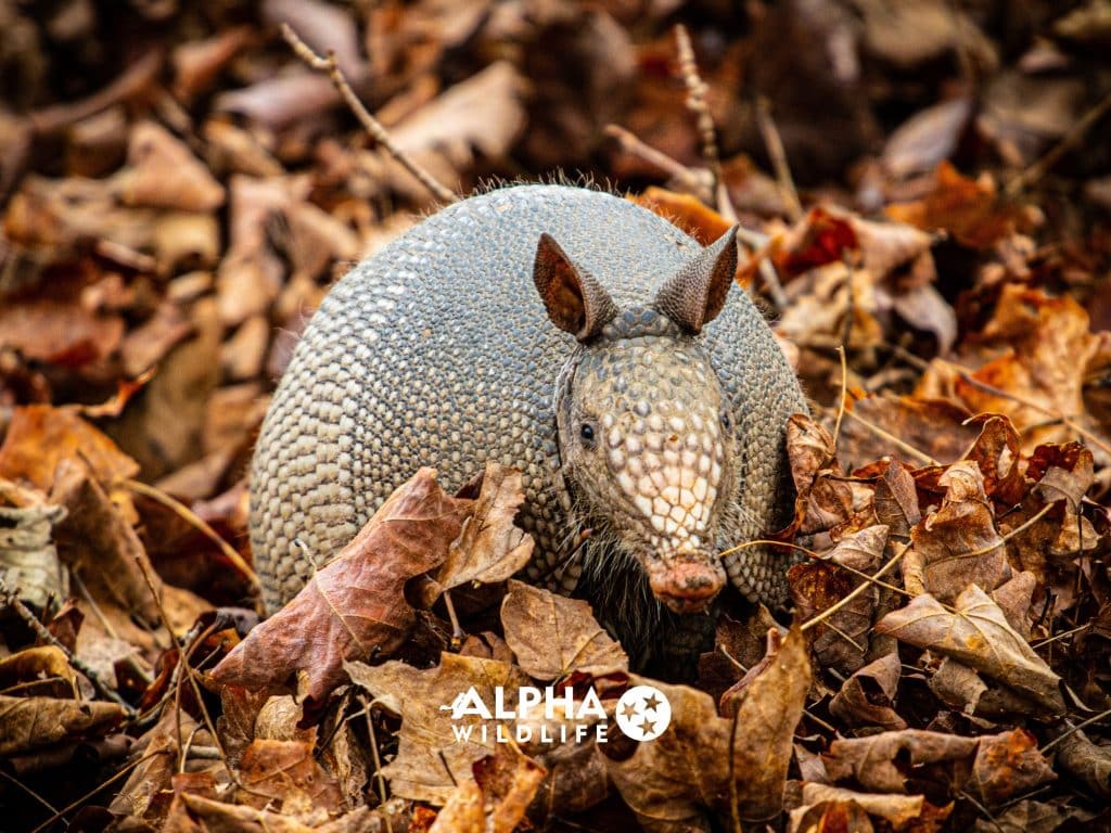 Armadillo Removal Lakeland Alpha Wildlife