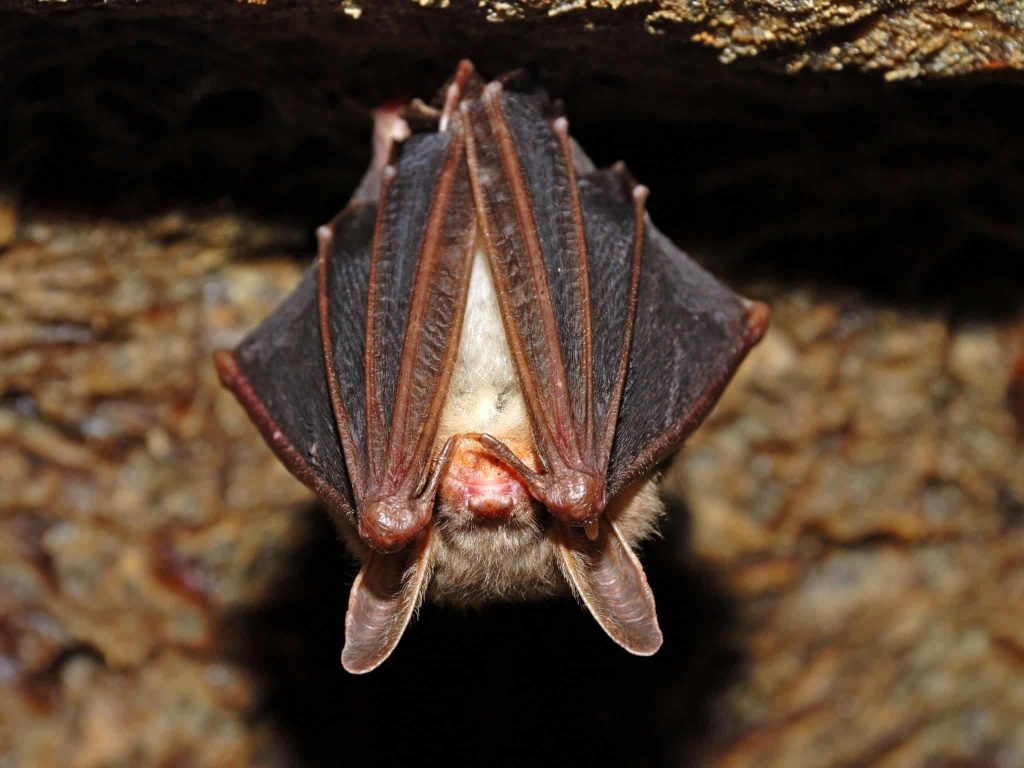 How Small of a Hole Can Bats Fit Through?