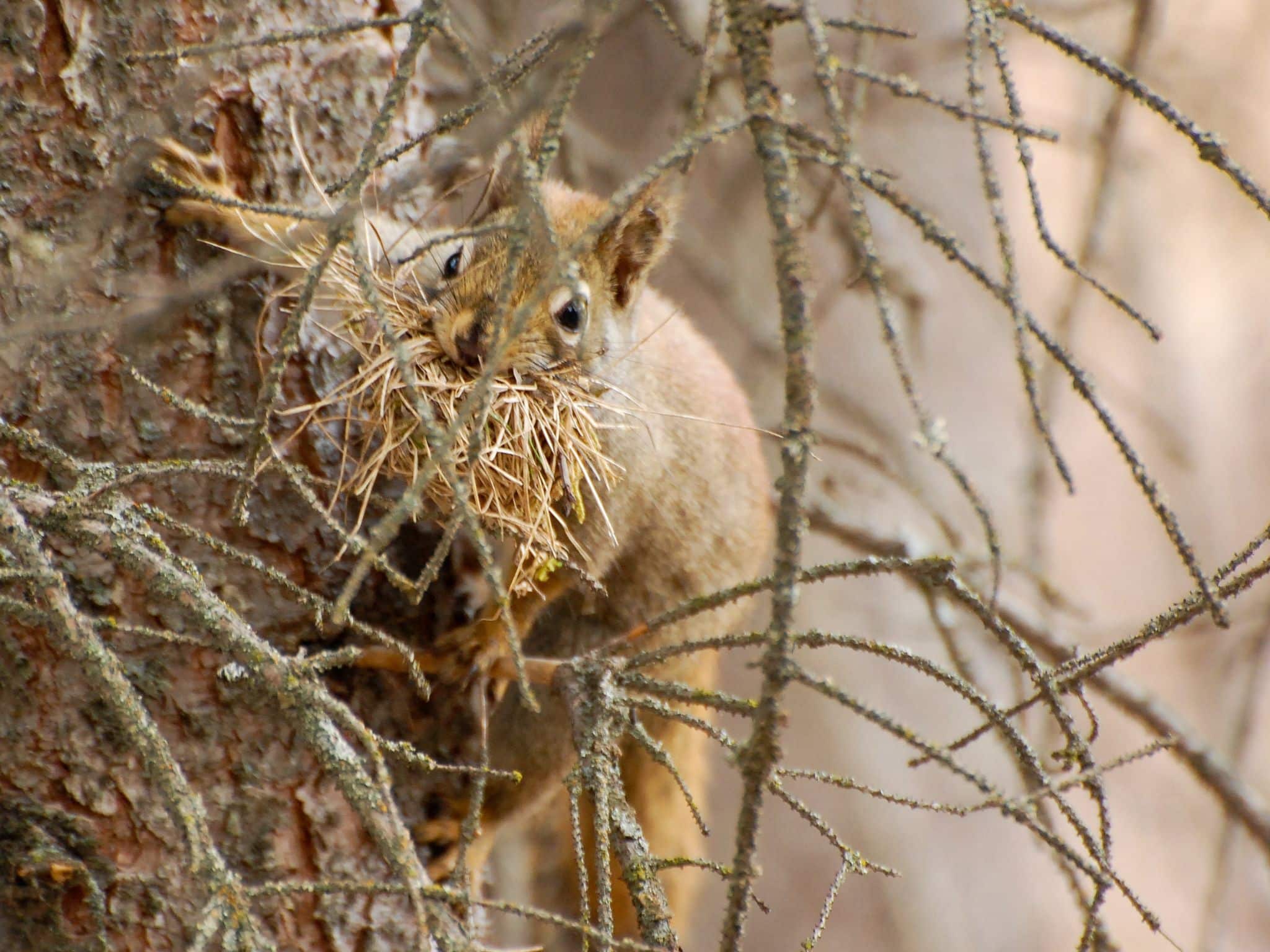 Featured image for “Should I Remove a Squirrel Nest from a Tree?”