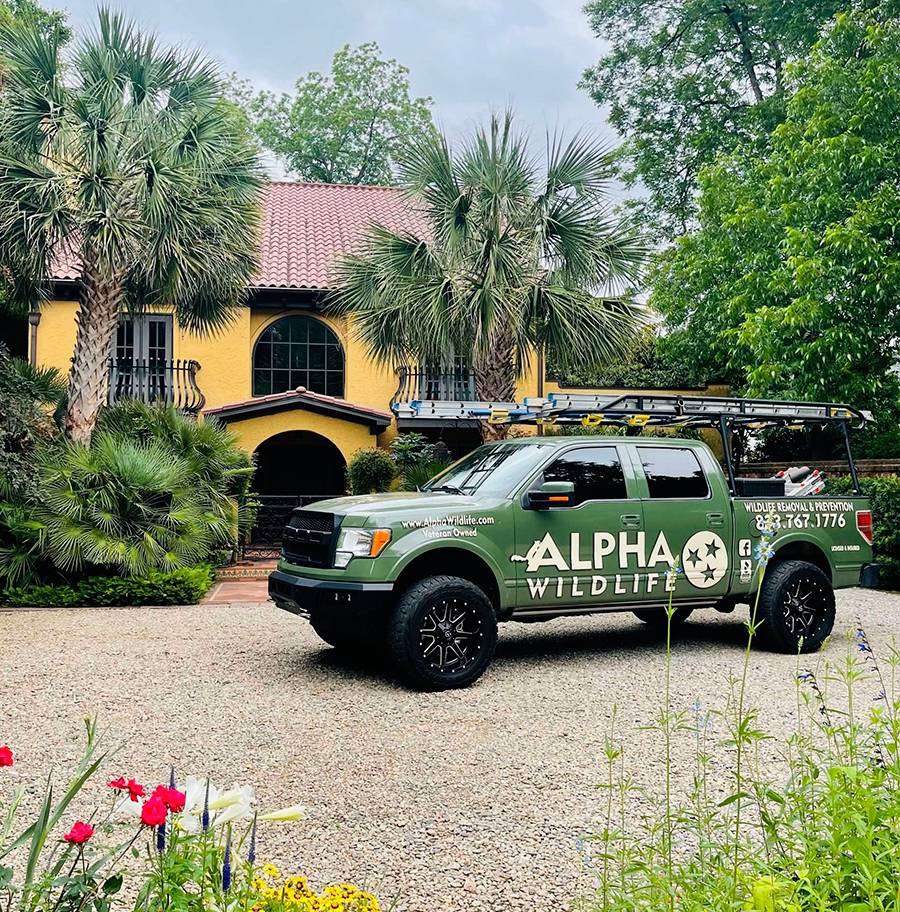 About Alpha Wildlife