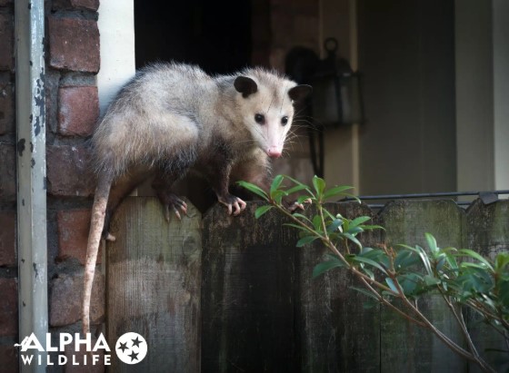prevention wildlife control Wildlife Prevention