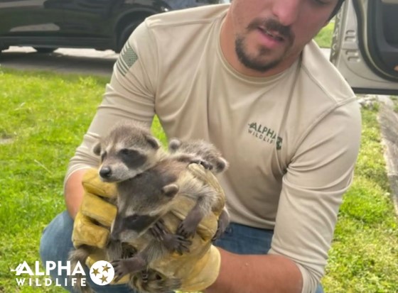 trapping wildlife control Trapping - Alpha Wildlife