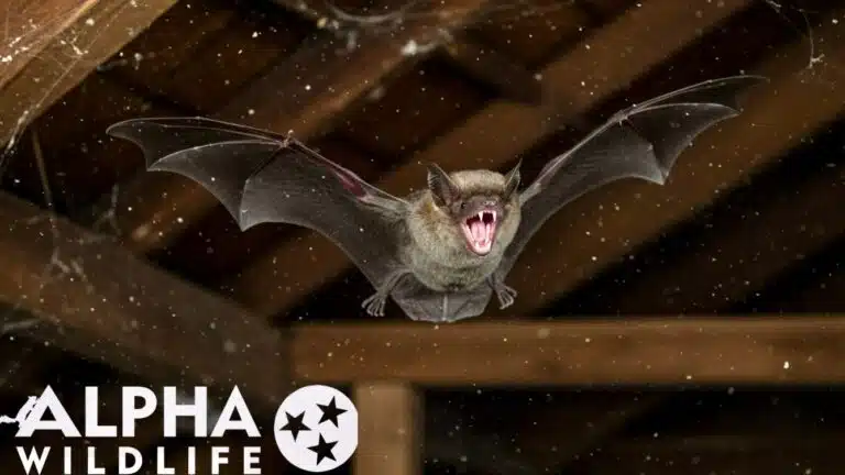 Bat Removaal 7