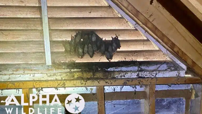 Bat Removal 3 Bat Removal 3