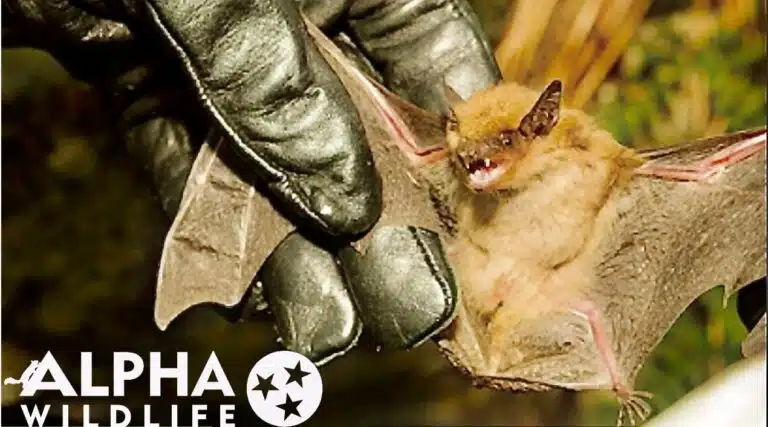 Bat Removal 8