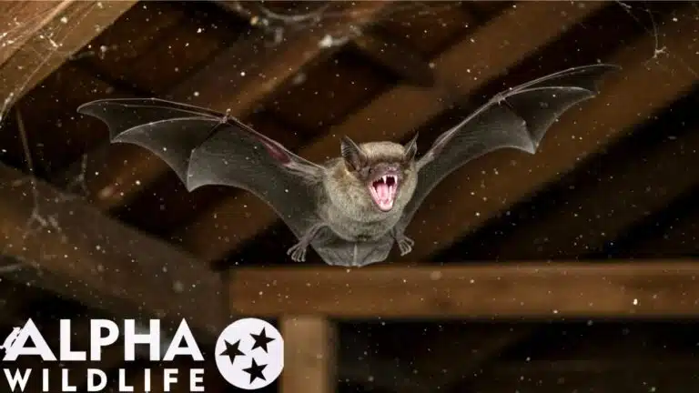 Bat flying in home attic