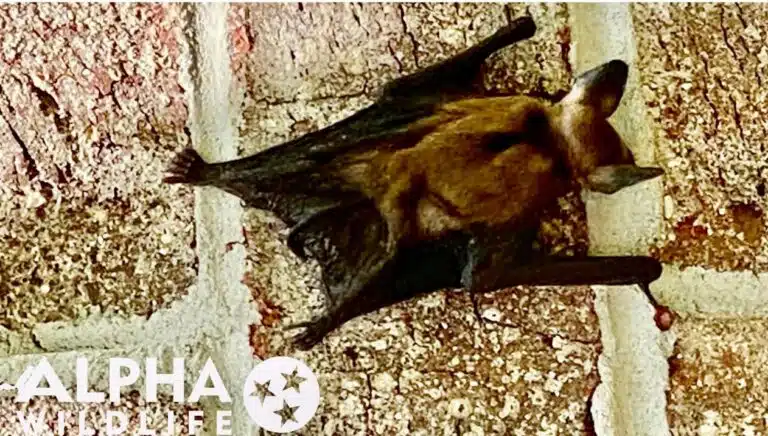 Bat on the wall outside of a home