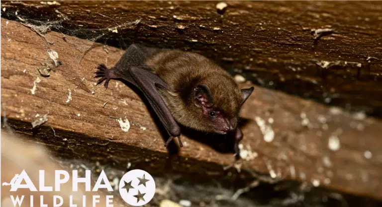 Bat removal 6