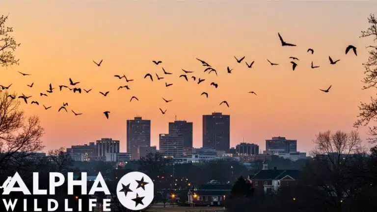 Bats flying in Columbia SC