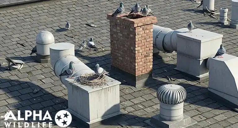Bird Control Nashville 4 768x412 1