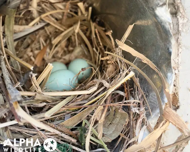 Bird Nesting 3 768x615 1