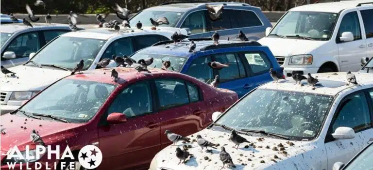 Bird Poop On Cars