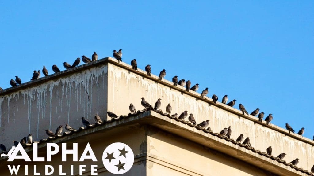 Commercial bird infestation on building rooftop in Chattanooga TN