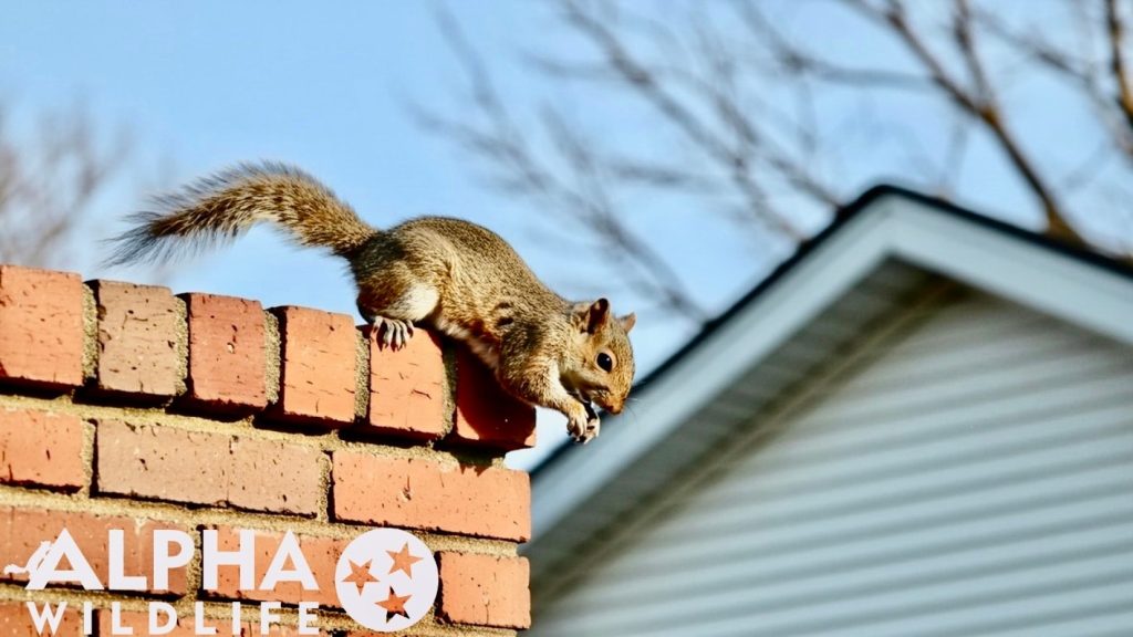 Squirrel on a chimney