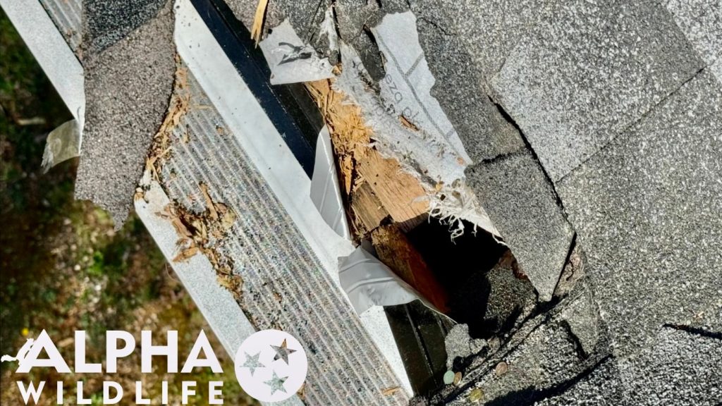 animal roof damage