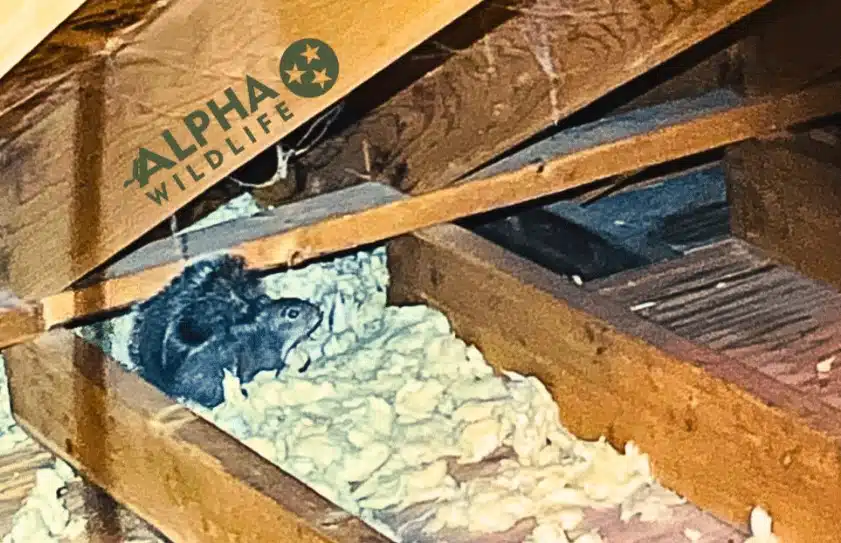 attic squirrel 2.jpg