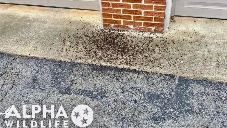 bat guano outside of home