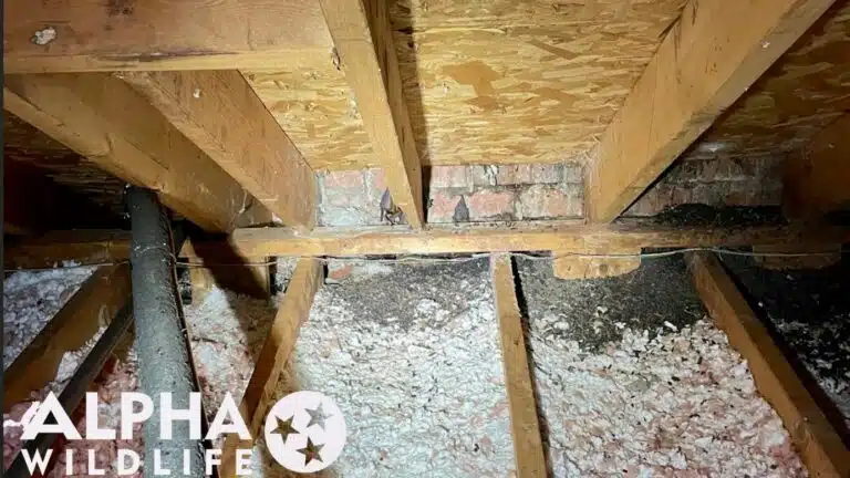 bat removal 4