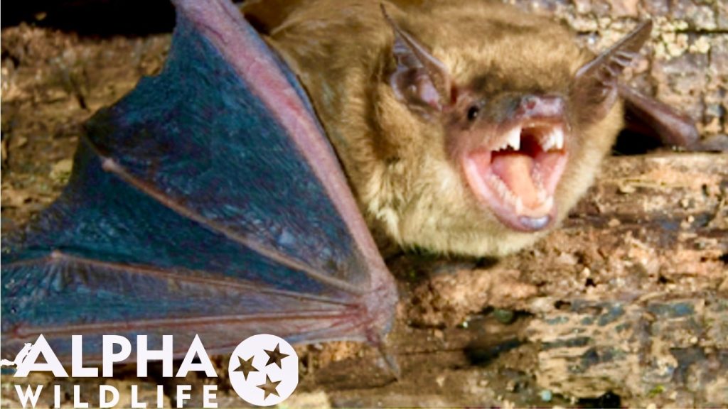 bat showing its teeth