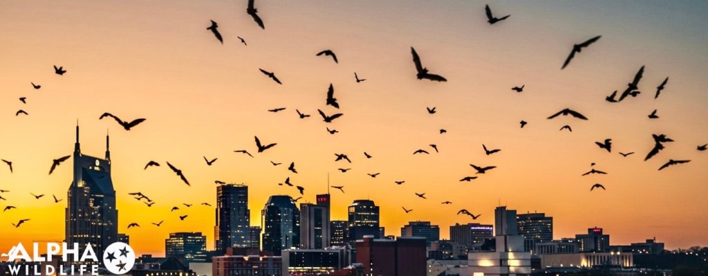 bats in Nashville 1
