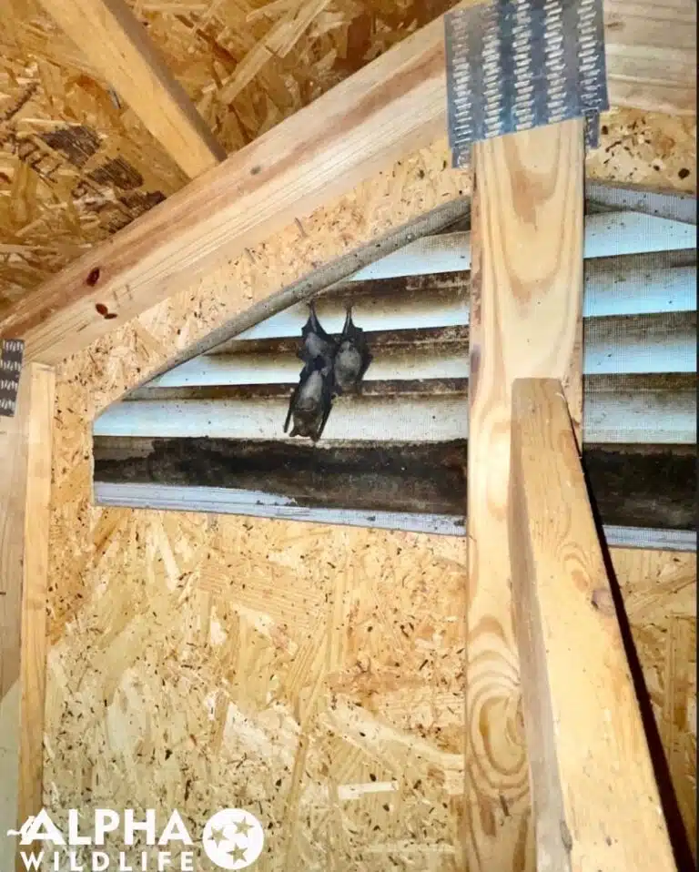 bats on a window in the attic