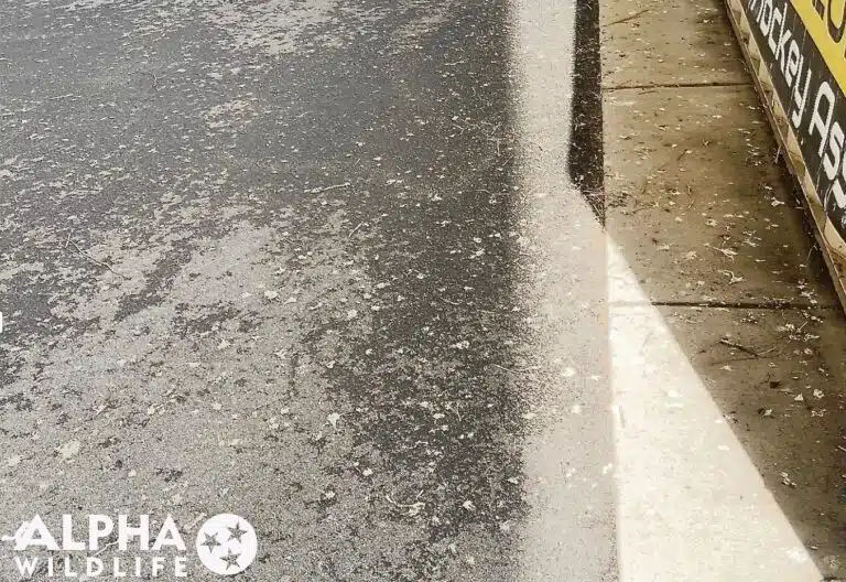 bird droppings in parking log