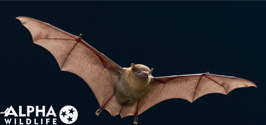 brown bats Nashville