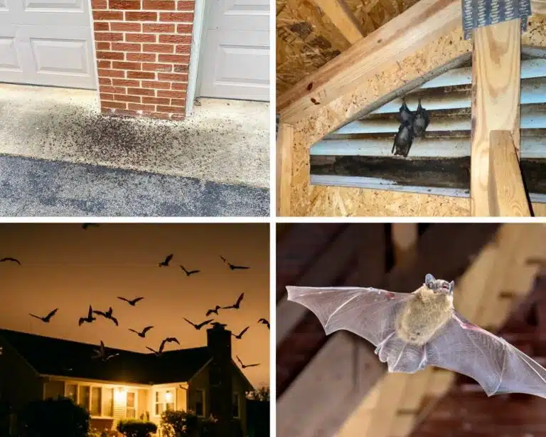 collage of bats around home
