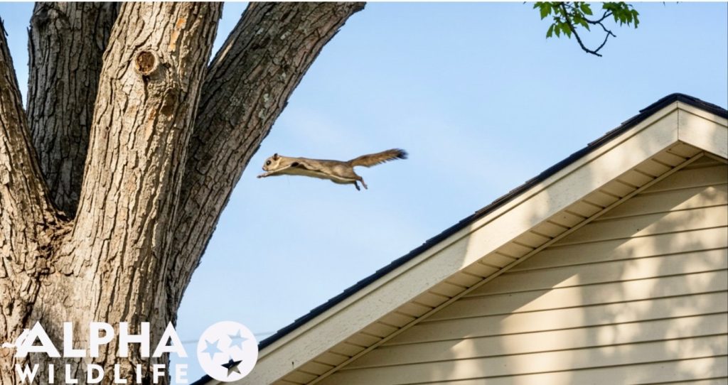 flying squirrel removal memphis flying squirrel removal memphis