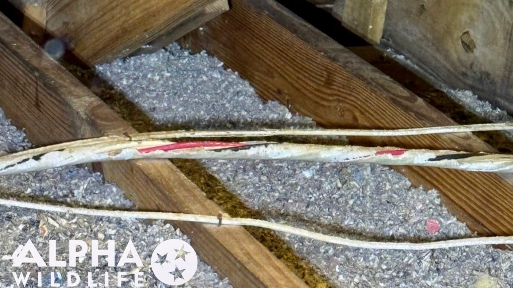 frayed attic wires from critters