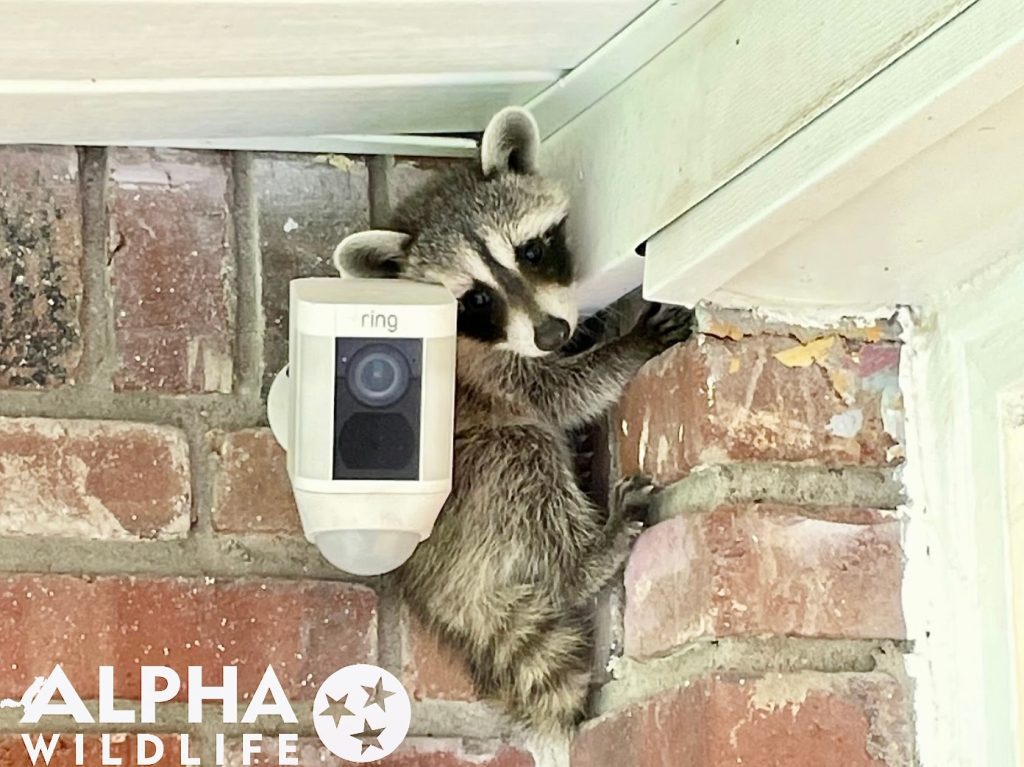 raccoon removal Memphis