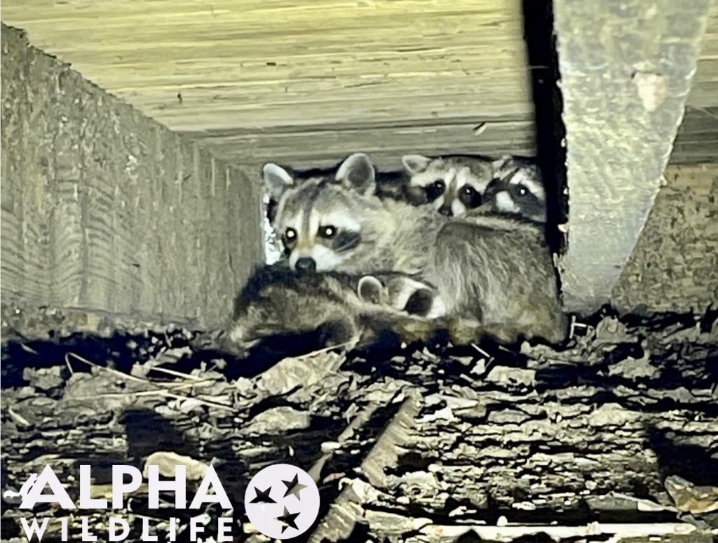 raccoons hiding under the house memphis raccoons hiding under the house memphis
