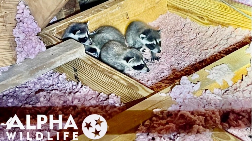 raccoons in home attic