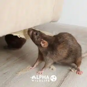 rat control 3 300x300 1