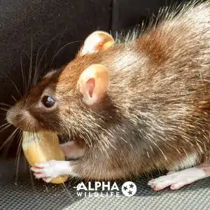 rat infestataions 1 300x300 1 rat infestataions 1 300x300 1