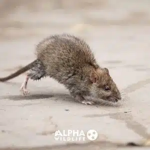 rat removal near me 3 300x300 1