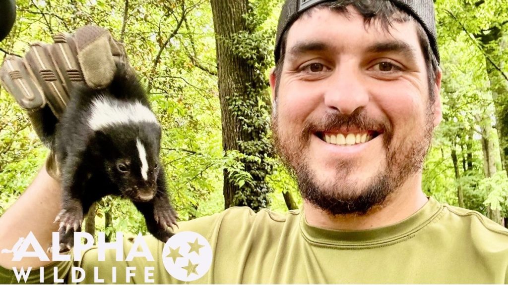 removing skunk