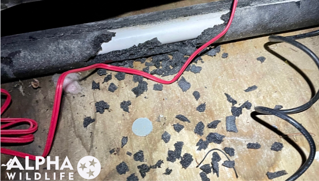 rodent chew marks on a pipe 1 rodent chew marks on a pipe 1
