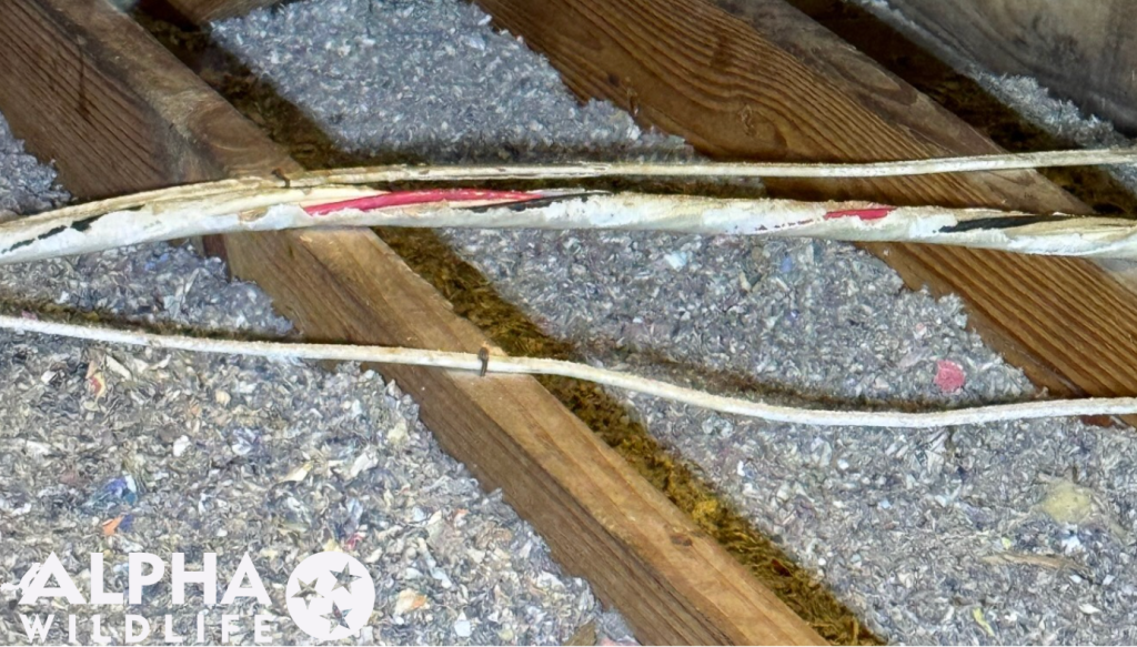 rodent chews marks on electrical wires